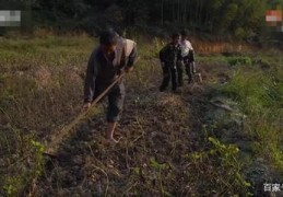 种水稻直播技巧,种水稻直播技巧视频