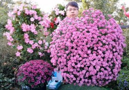 直播花卉盆栽技巧,直播养花