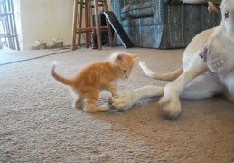 猫咪视频如何上热门,猫咪视频如何上热门教程