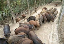 野猪养殖技巧视频直播回放,野猪养殖视频 农广天地