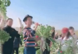 菜农直播技巧,菜市场直播
