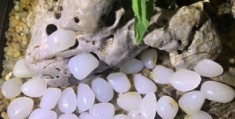 怎么拍摄玉木耳视频呢教程