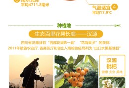 枇杷直播售卖技巧视频,枇杷怎么卖最好卖