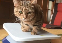 猫咪走红秘诀，如何成为热门话题焦点？