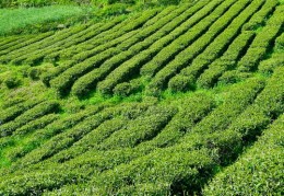 茶叶短视频取景拍摄教程，拍摄茶叶视频的实用技巧