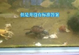 养龟技巧直播分享，专业养龟视频教程