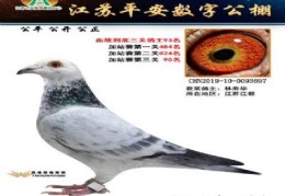 平安鸽教直播技巧,平安鸽怎么画简单又好看