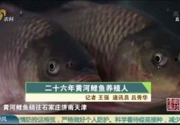 直播讲养殖技巧,养殖主播