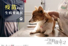 宠物狗上热门视频秘籍与宠物视频盈利之道