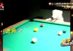 打桌球技巧直播,打桌球是怎么玩新手