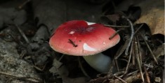 红菇怎么拍摄视频教程