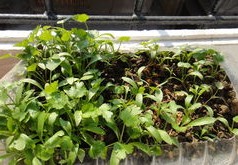 种菜技巧大全直播，全面解析种菜知识与技巧