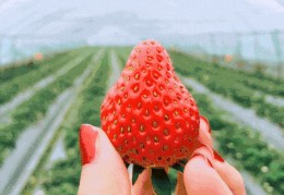 看草莓直播技巧,看草莓直播技巧是什么