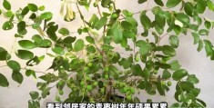 怎么拍摄青枣树视频教程