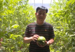 甜瓜地里直播技巧,甜瓜直播种植技术