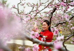 赏花短视频教学拍摄指南，轻松掌握拍摄技巧，记录美丽瞬间