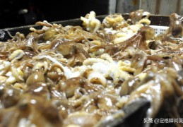八爪鱼海鲜直播与吃播技巧分享