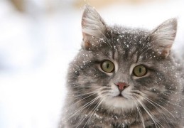 直播猫咪技巧,直播猫咪技巧有哪些