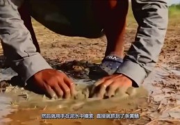 黄鳝捕捉与去骨处理技巧直播教程