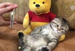 直播猫咪技巧视频,猫咪直播怎么录屏