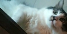养猫怎么拍摄视频教程全集