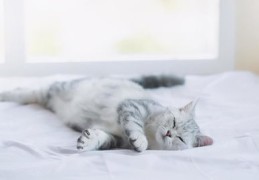 猫咪走红秘籍，打造热门宠物之星