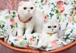 猫咪直播的技巧,猫咪直播的技巧有哪些