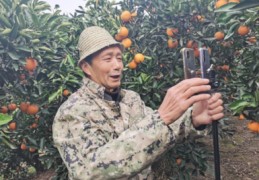 果园无人直播技巧,果园视频监控直播方案