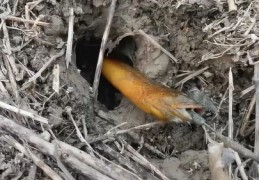 直播钓黄鳝技巧,直播钓黄鳝技巧大全