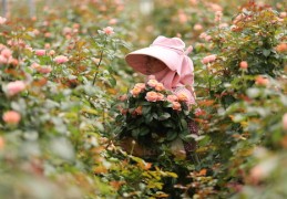 花卉行业短视频如何轻松上热门，实用技巧介绍