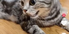 猫条怎么拍摄视频教程