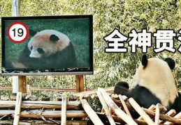 直播动物技巧,如何把直播画面变成动物特效