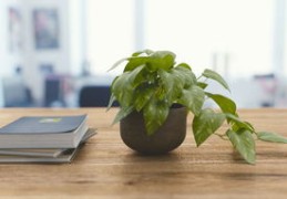 卖绿植直播技巧,绿植直播话术