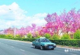 一个人怎么拍摄樱花校园教程 VS 一个人拍摄影教程怎么拍