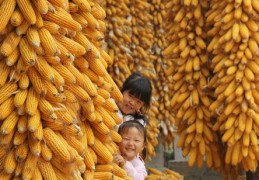 拇指玉米直播技巧,拇指小糯玉米
