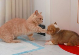 如何获得橘猫上热门