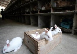 直播养殖兔子技巧,养兔子主播