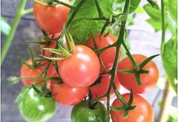 小盆栽直播与罂粟盆栽的种植技巧