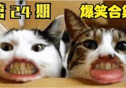 揭秘宠物视频走红秘诀，发布指南与赠送信息发布策略