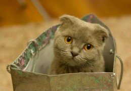 猫咪售卖直播技巧,猫咪售卖直播技巧视频