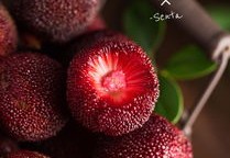 杨梅短视频拍摄教学,杨梅怎么拍好看