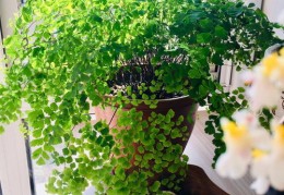 新人直播技巧花束,鲜花带货主播直播话术