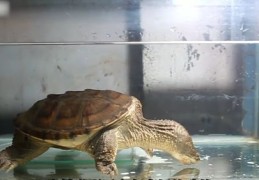 乌龟直播技巧和方法,乌龟直播技巧和方法