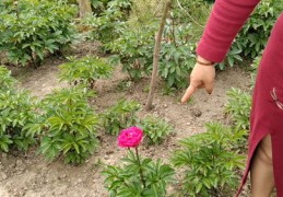 花卉直播卖花技巧全解析及视频教程