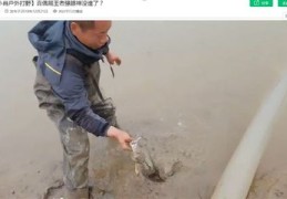 水库直播捞鱼技巧,直播抽水抓鱼