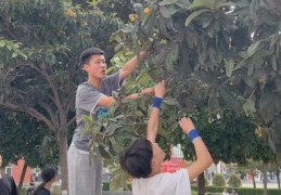 枇杷直播售卖技巧,枇杷怎么卖最好卖