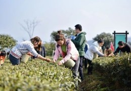茶叶直播采摘技巧,茶叶直播平台有哪些?