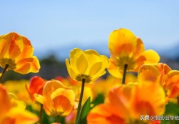 直播花朵拍摄技巧与拍摄流程全解析