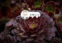 多肉法师直播技巧与图片简介