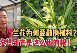 种花养花技巧直播,教你种花养花视频